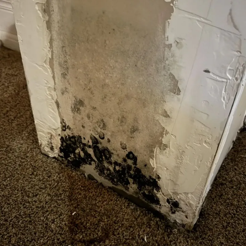 Professional Mold Removal in Newburgh, IN